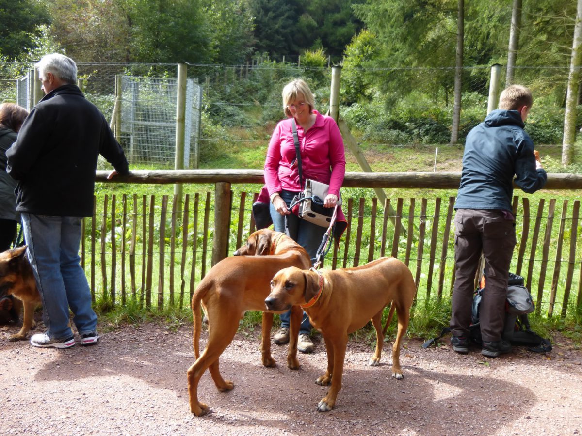 Ein Ausflug mit Hund in den Wolfspark Werner Freund ist eine spannende Geschichte für Zwei- und Vierbeiner