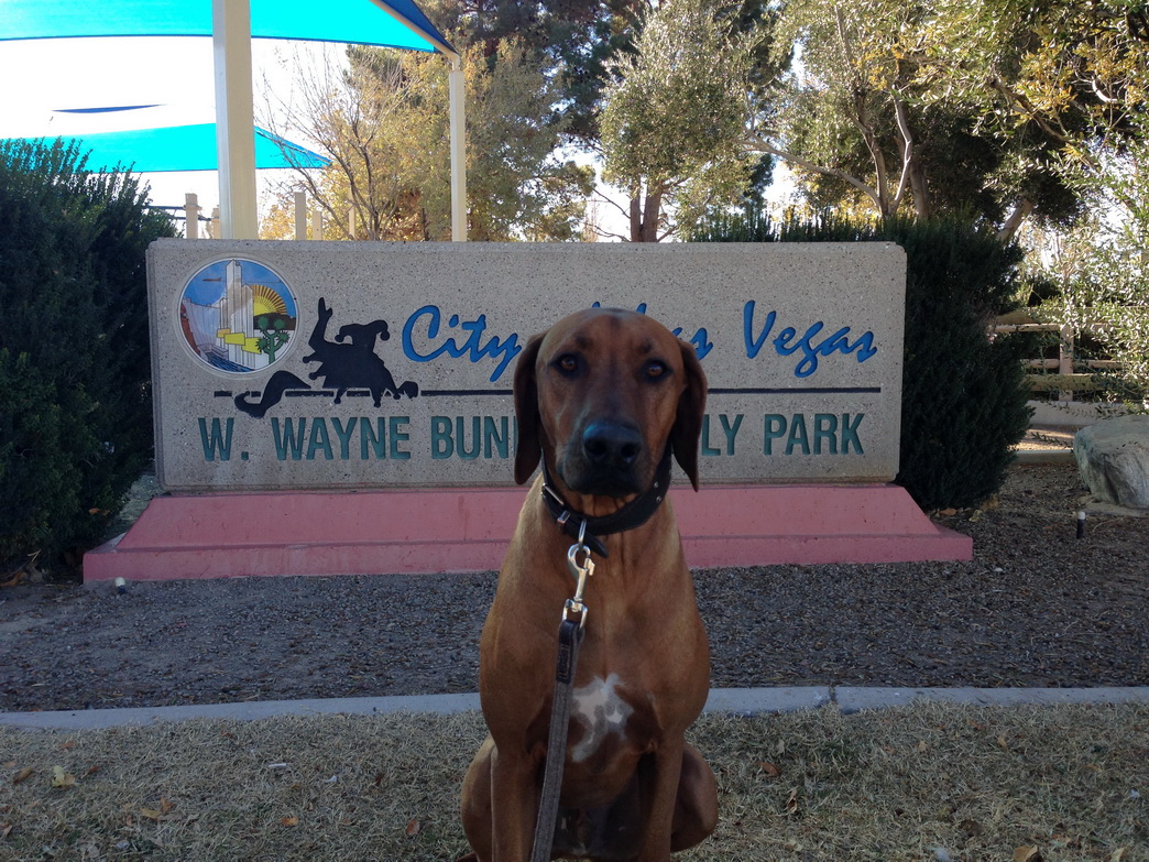 Hundeparks in Las Vegas - Freizeitvergnügen für Zwei- und Vierbeiner