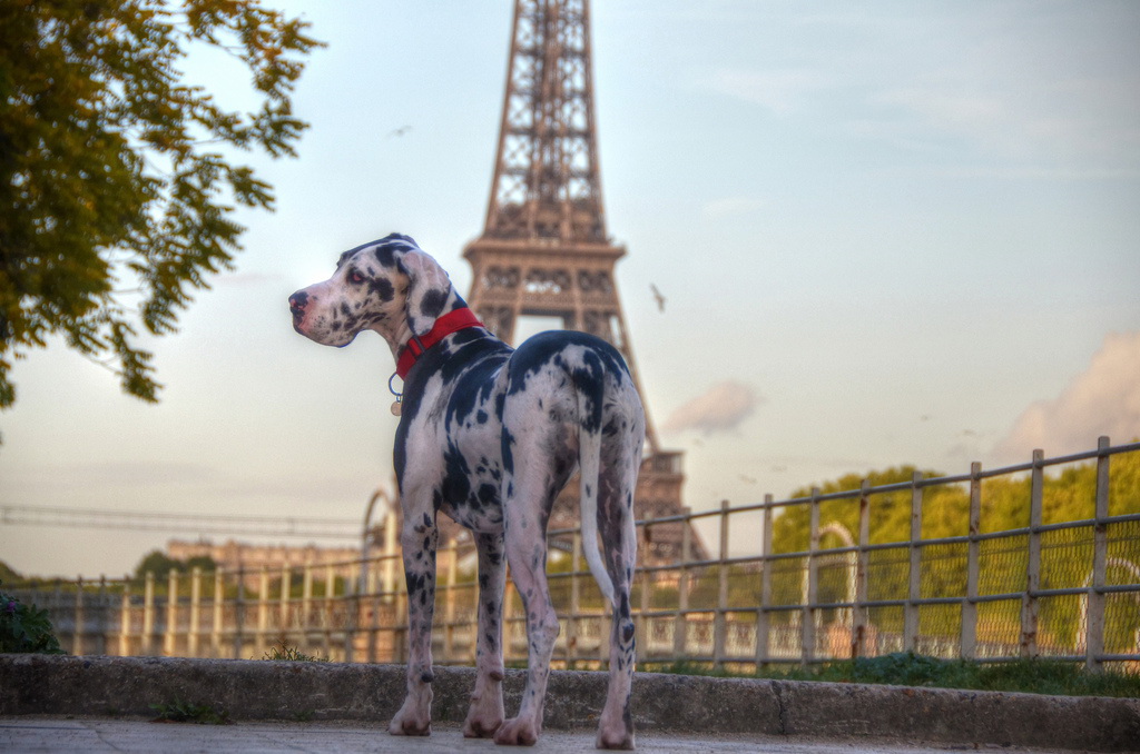 Mit Hund nach Paris - schwierig, aber nicht unmöglich