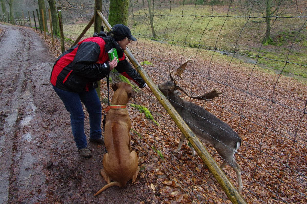 Wild im Regen und nasse Hunde im Odenwald