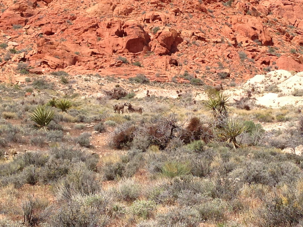 Wilde Esel im Red Rock Canyon