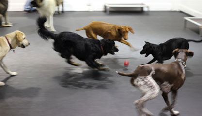 Hundespielwiese im D Pet Hotel, Foto: D Pet Hotel, New York