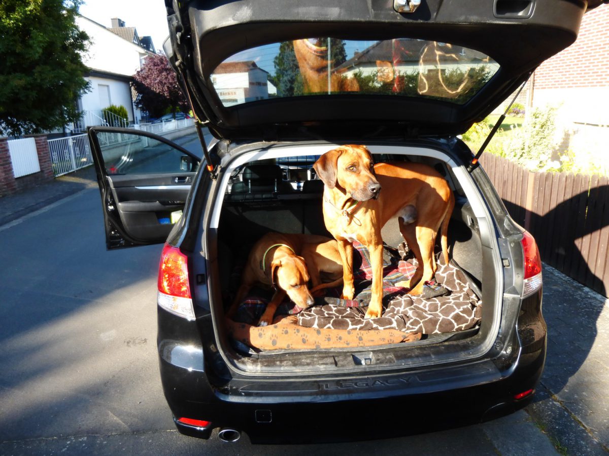 Packliste für einen Kurztrip mit Hunden nach Italien