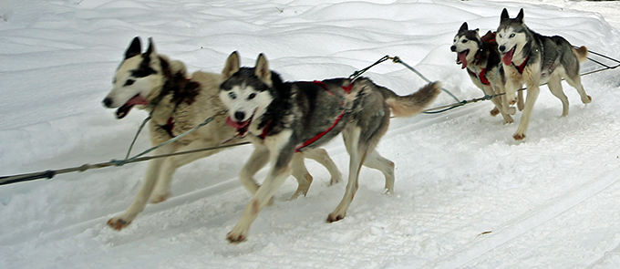 Debby und Faya auf dem Fur Rondy Schlittenhunde Rennen
