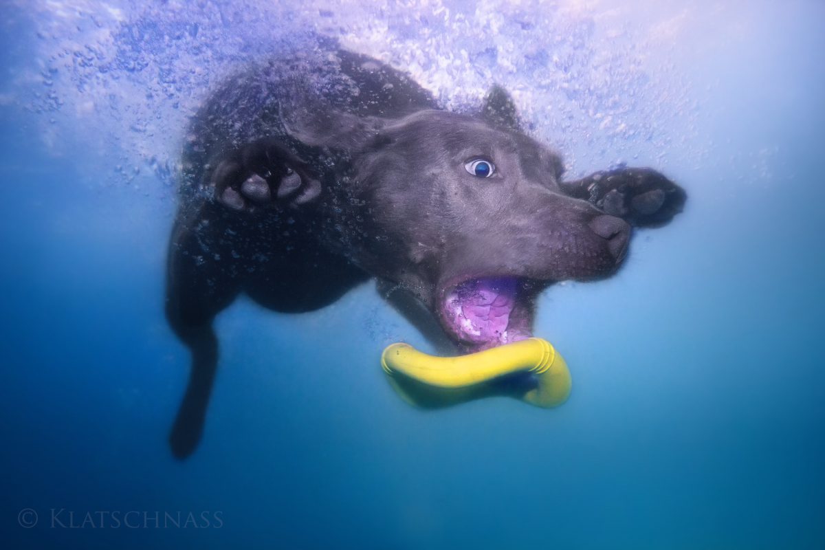 #hundimfreibad - die Initiative für einen Tag im Freibad mit Hund
