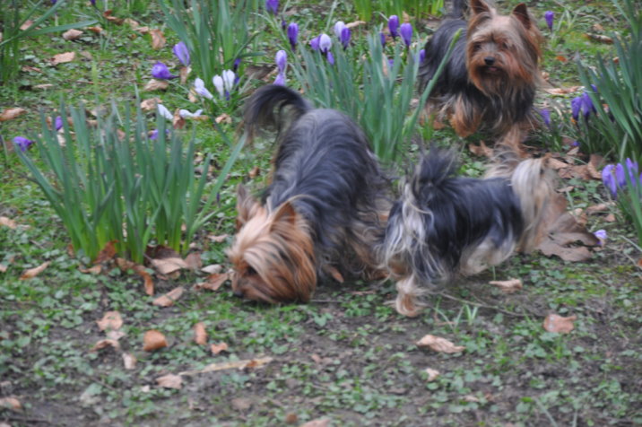 Kellie, Mathias und 3 Yorkshire Terrier - ein unzertrennliches Team