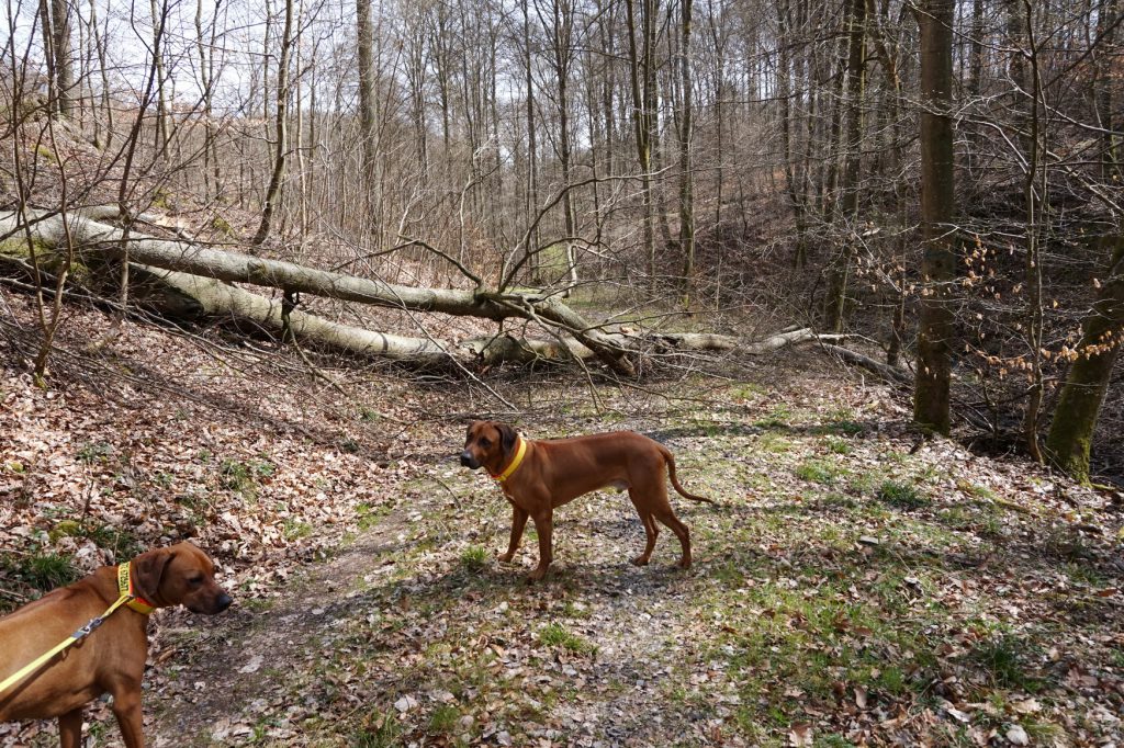 Einmal durch das Schwabachtal geht Dayo nicht schnell genug ... 