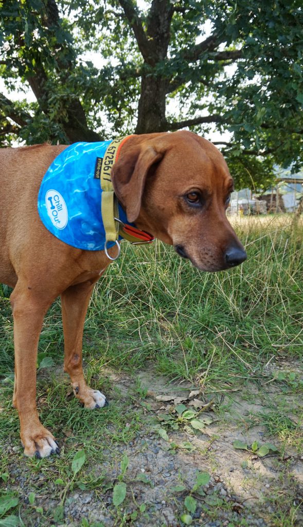 Das Chillout Ice Bandana wird zuerst mit Wasser angefeuchtet.