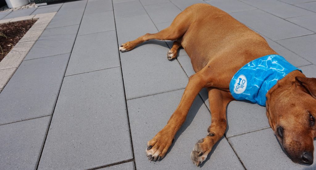 Auch auf der Terrasse in der Sonne mag Suri das Chillout Ice Bandana nicht.