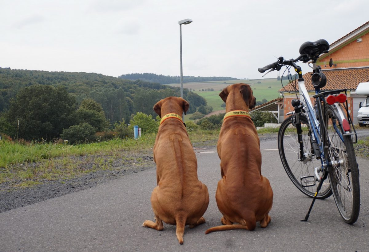 Fahrradfahren mit Hund