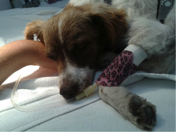 Mein erster Hund Papito litt an Leishmaniose.