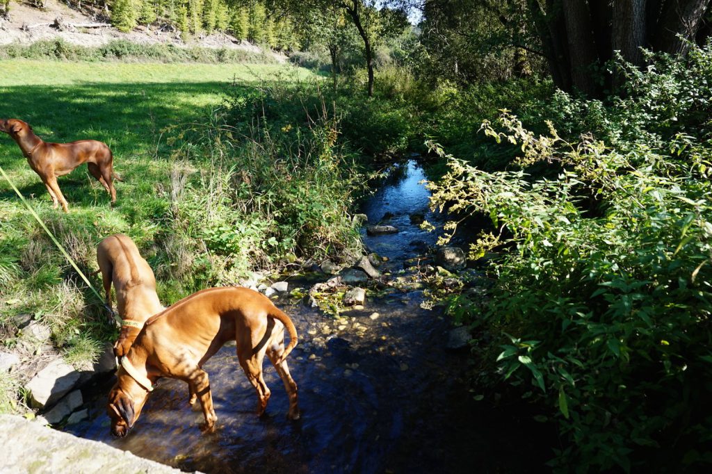 Kleine Erfrischung am Wasser
