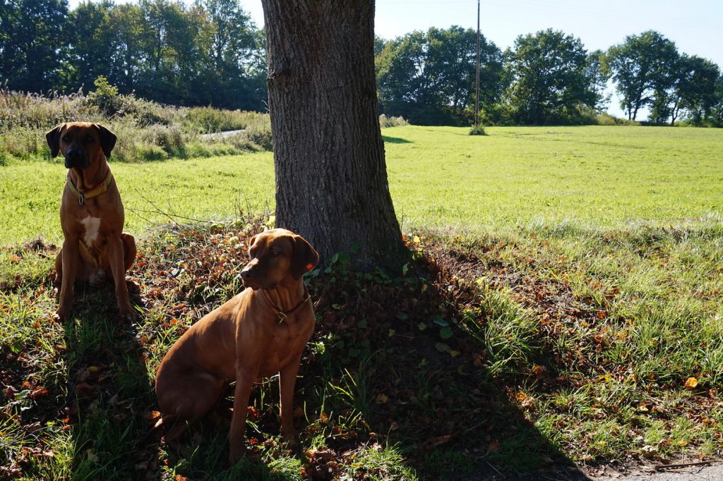 Dayo versucht, Danai zu beeindrucken
