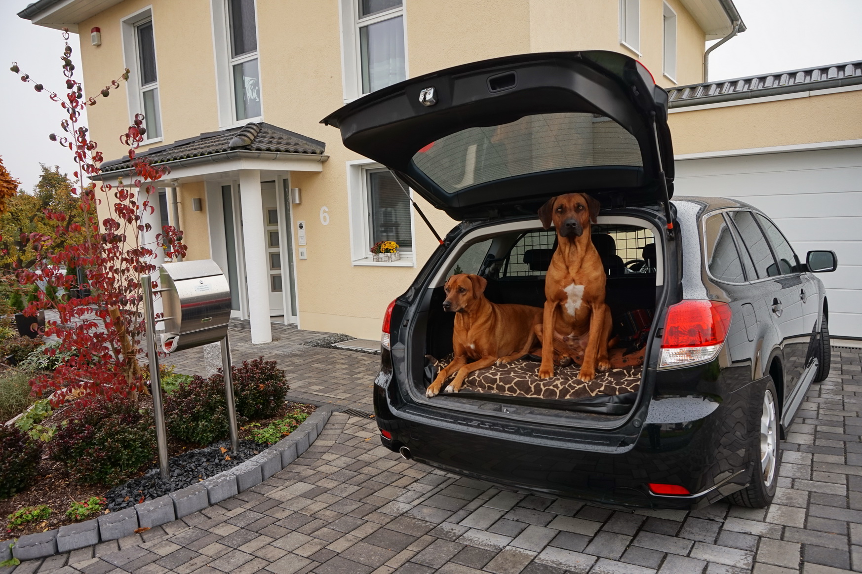 Es ist wichtig, dass der Reisehund gerne im Auto mitfährt.
