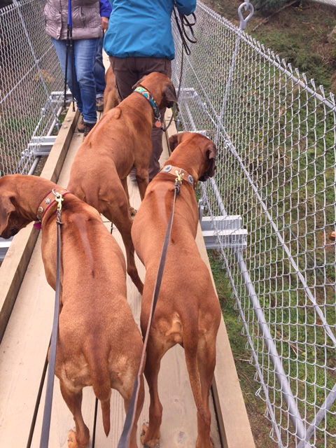 Mit 4 Hunden über die längste Hängeseilbrücke Deutschlands