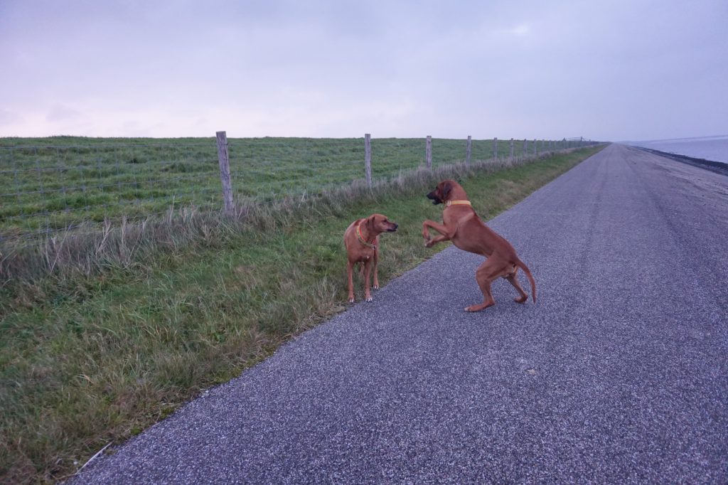 Dayo animiert Suri morgens auf dem Deich zum Spielen