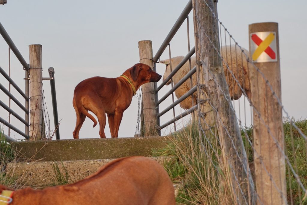 Dayo beschnuppert neugierig ein Texelschaf