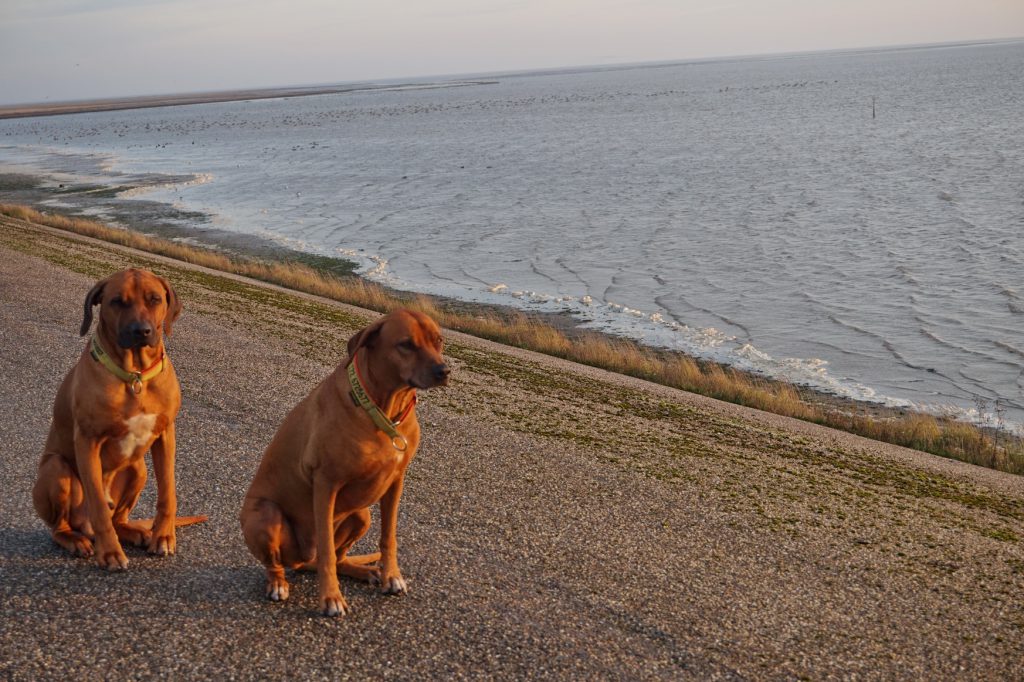 "Ordentliches" Sitz-Foto bei Sonnenaufgang