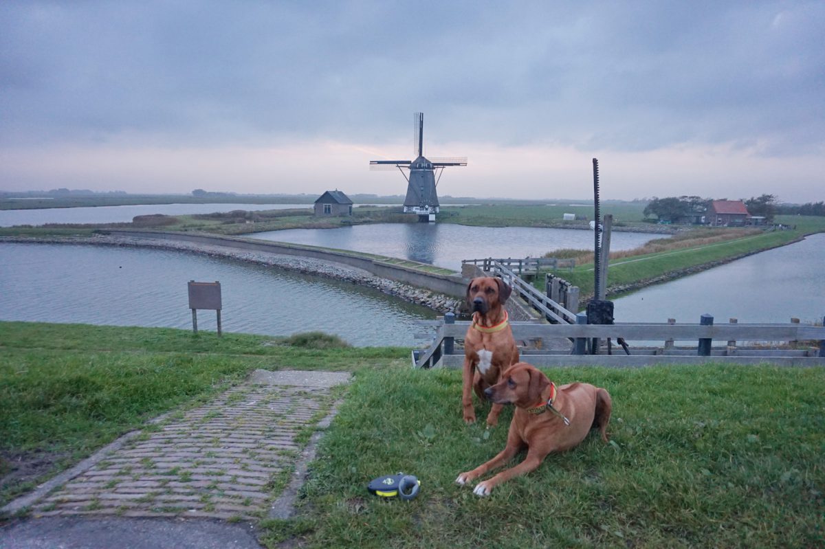 Hunde würden nach Texel fahren