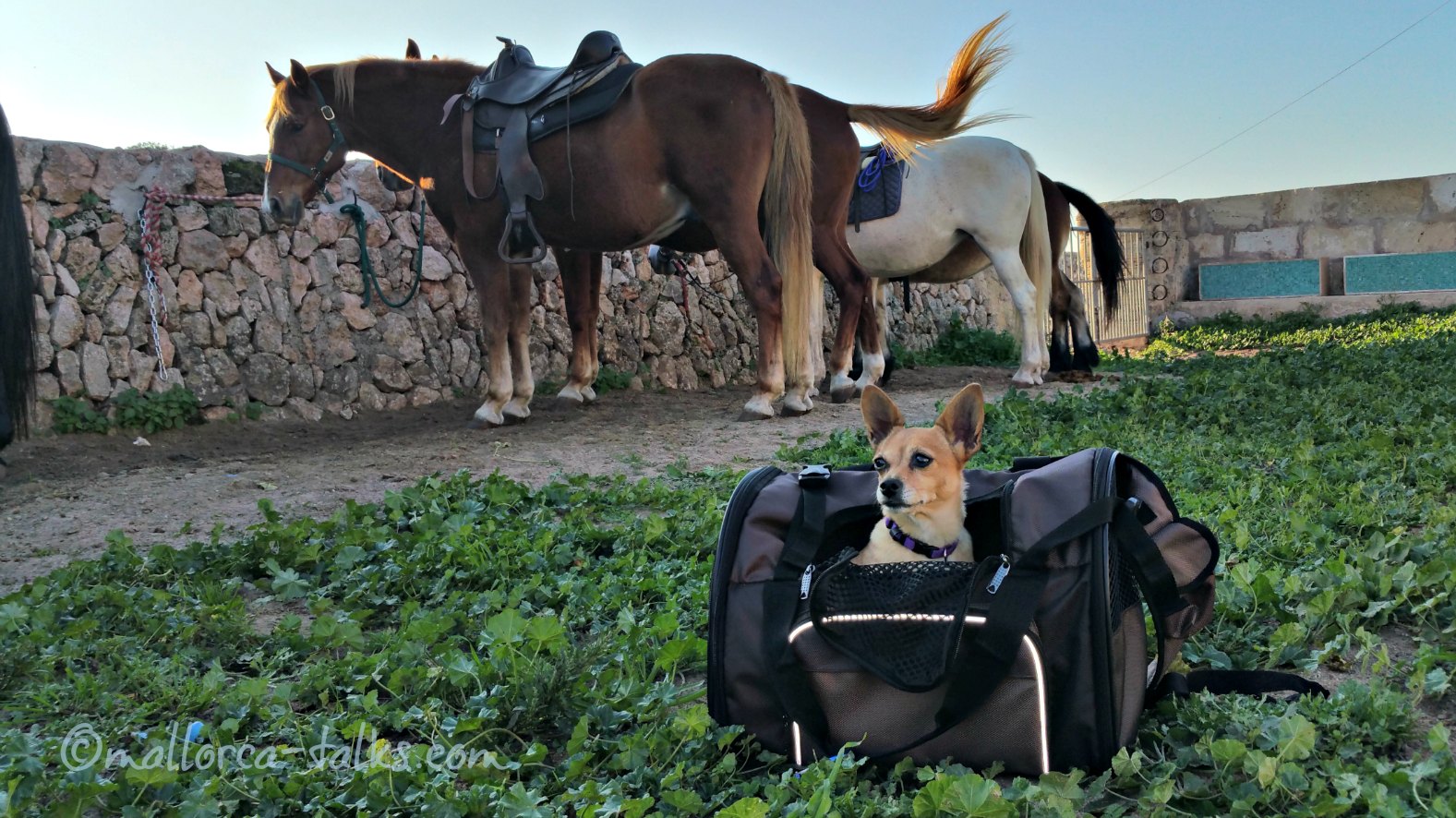 MallorcaUrlaub Reiten mit Hund Hunde Reisen Mehr