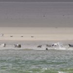Die Robben sind Touristen gewöhnt und lassen sich nicht stören
