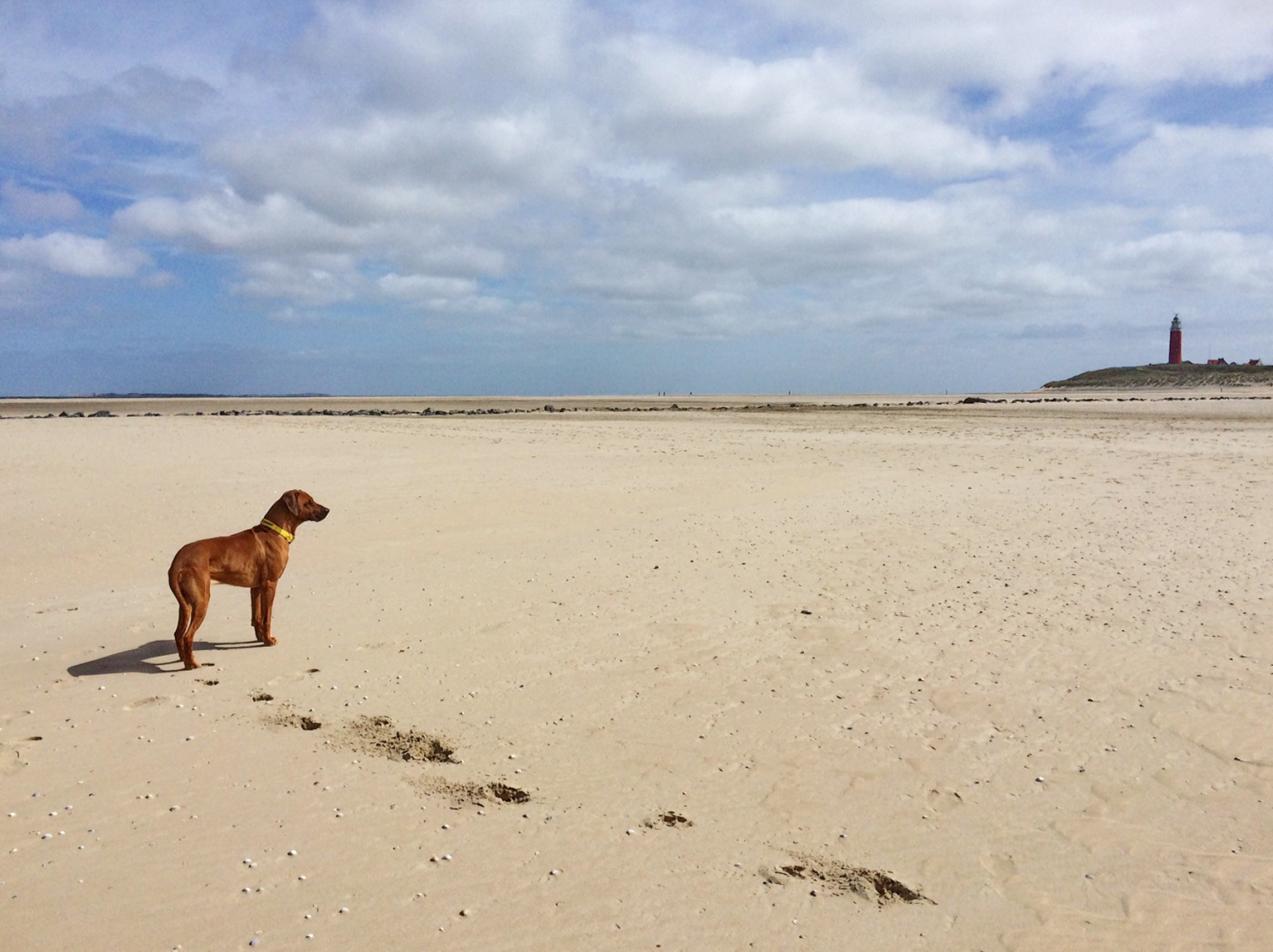 Der Strandspaziergang am Texeler Leuchtturm ist nicht unbedingt einer der wirklichen Wanderwege auf Texel, aber trotzdem richtig toll.