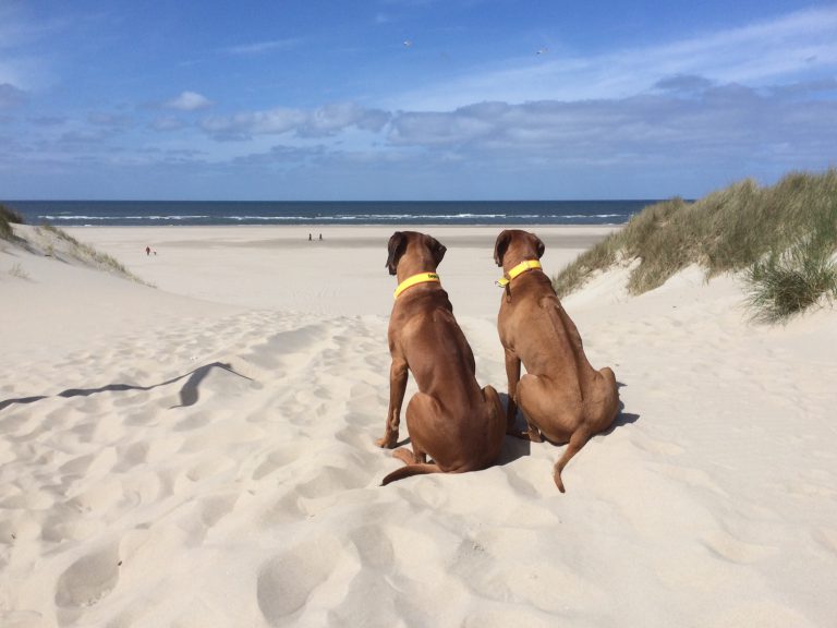 einmal mit dem fahrrad rund um texel