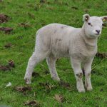 Auf vielen der Weiden stehen Schafe mit ihren Lämmern