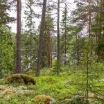 Die Pfeiffers in Schweden: Episode 3 - von Wäldern, versteckten Häusern und einem Naturreservat