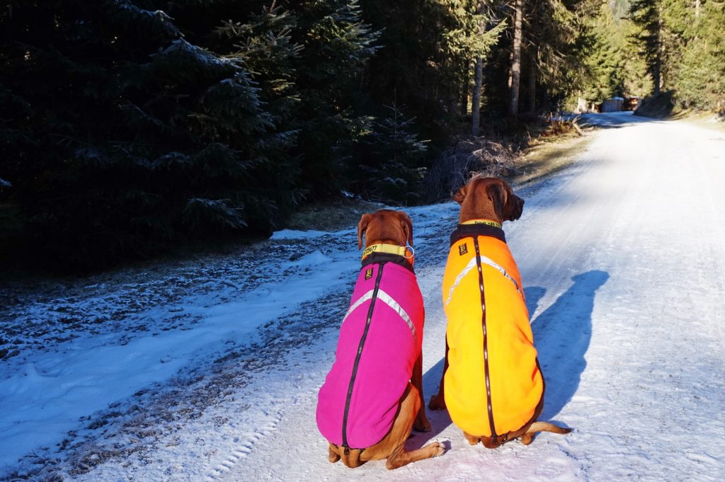 Reisegepäck für Hunde: Keine Packliste, aber 7  Tipps
