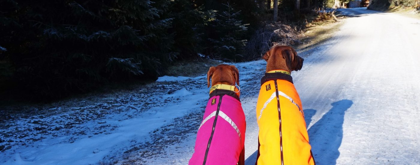 2016 kaufte ich die ersten Bodywarmer von RR Dog's Ware für Dayo und Suri