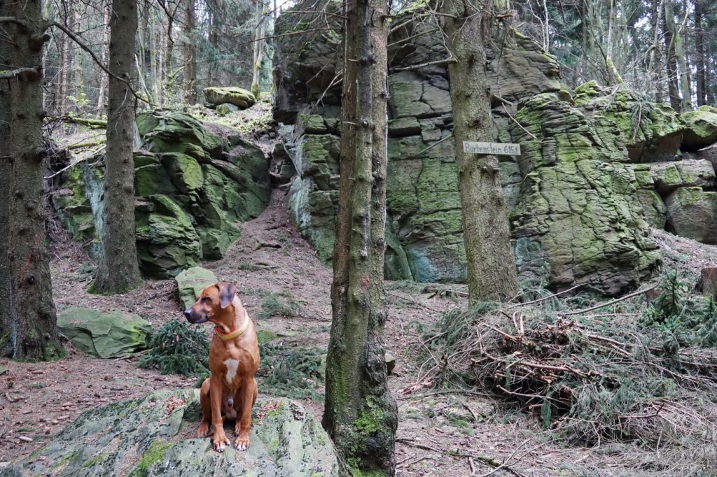 Die WesterwaldSteig Etappe 2 mit Hund