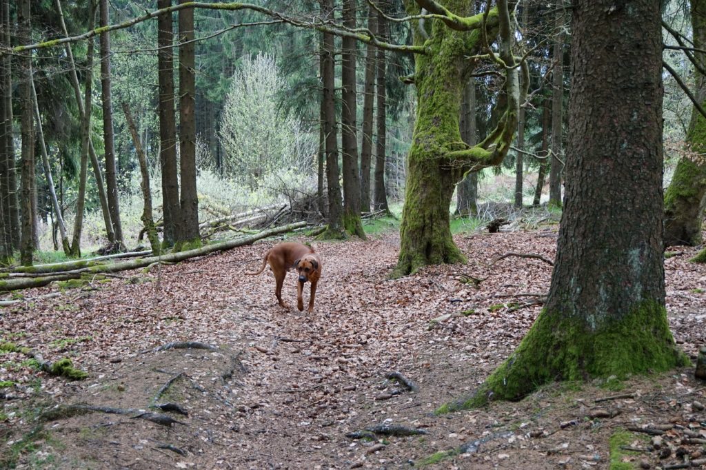 Die WesterwaldSteig Etappe 2 mit Hund