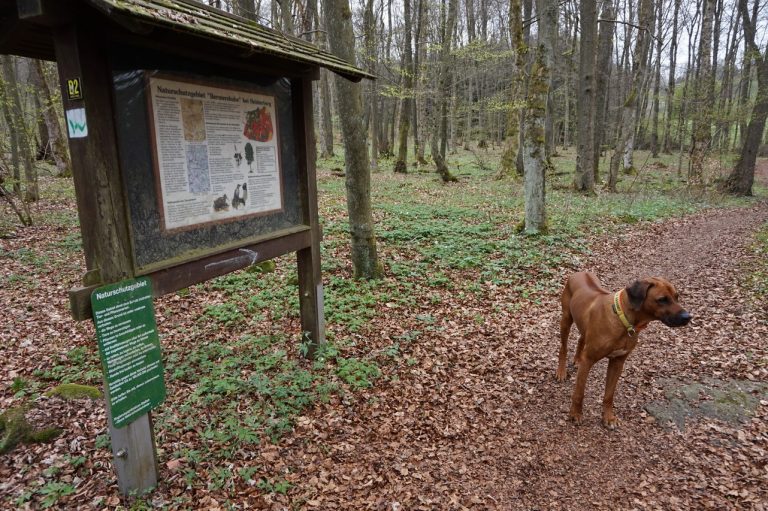 Der WesterwaldSteig mit Hund Etappe 2 HundeReisenMehr