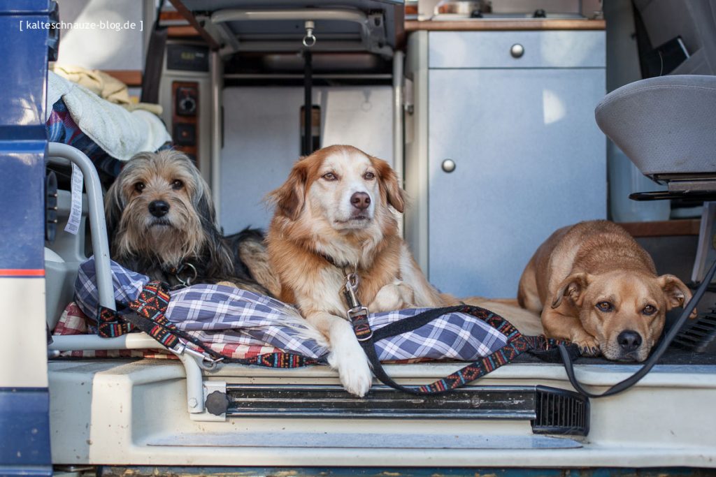 Camping mit Hund - so kann's gehen