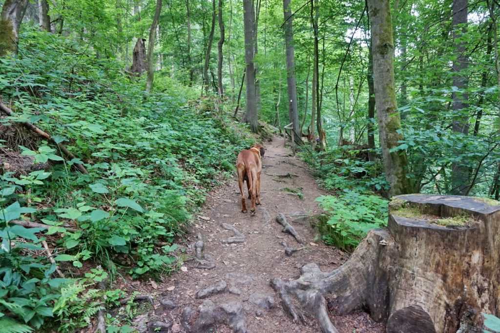 WesterwaldSteig Etappe 4 mit Hund