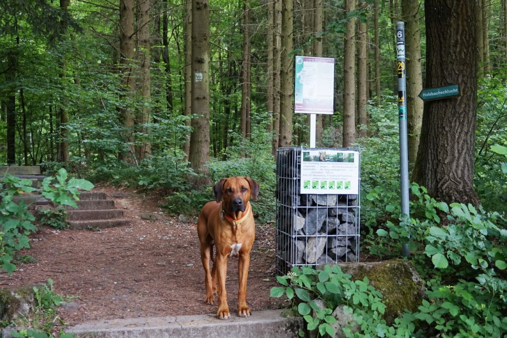 WesterwaldSteig Etappe 4 mit Hund