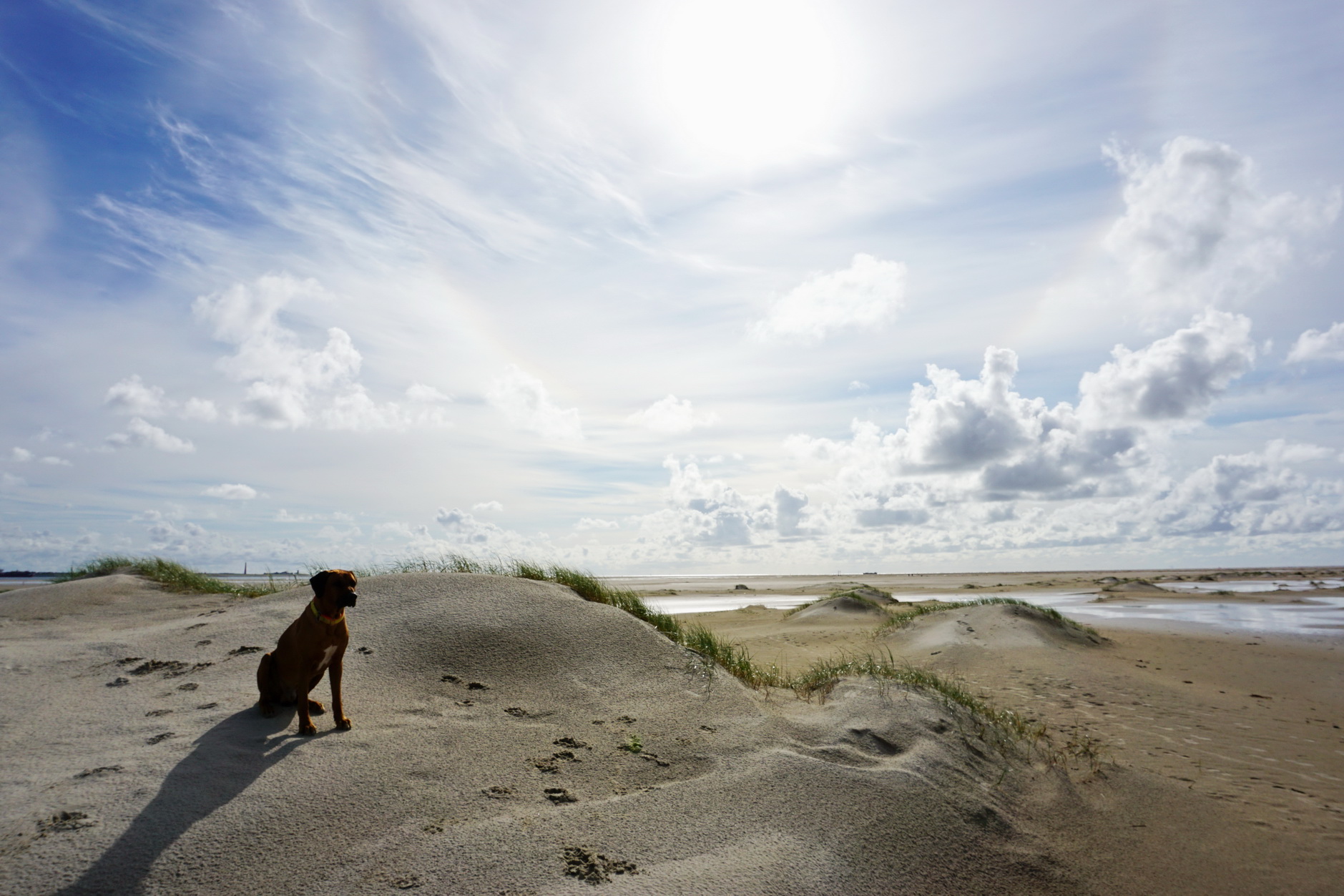 Texel im Spätsommer | HundeReisenMehr