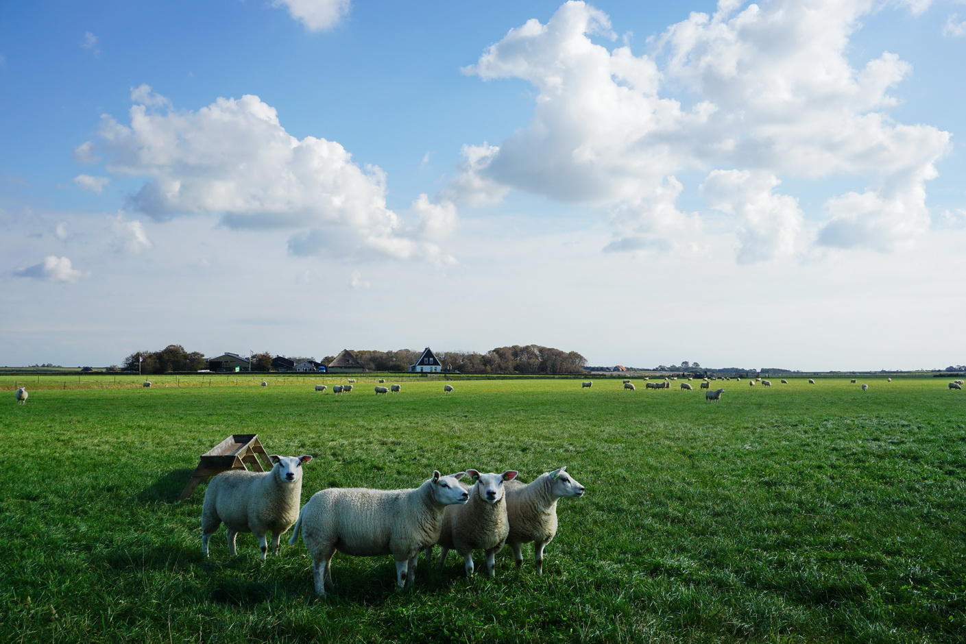 Texel im Spätsommer mit vielen Texelschafen