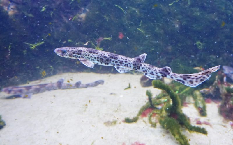 Alle Fischarten, die hier schwimmen, haben ihren Lebensraum in der Nordsee.