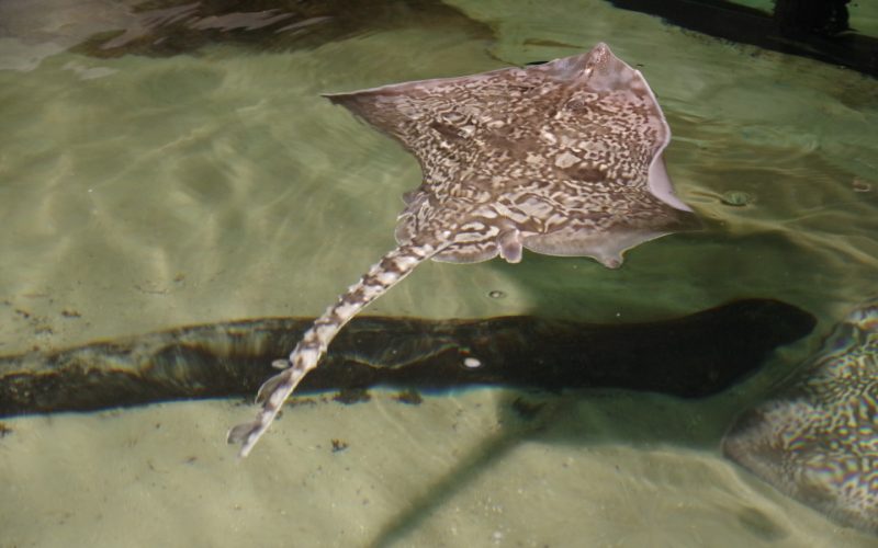 In dem kleinen Süßwasser-Aquarium tummeln sich allerlei Fische.