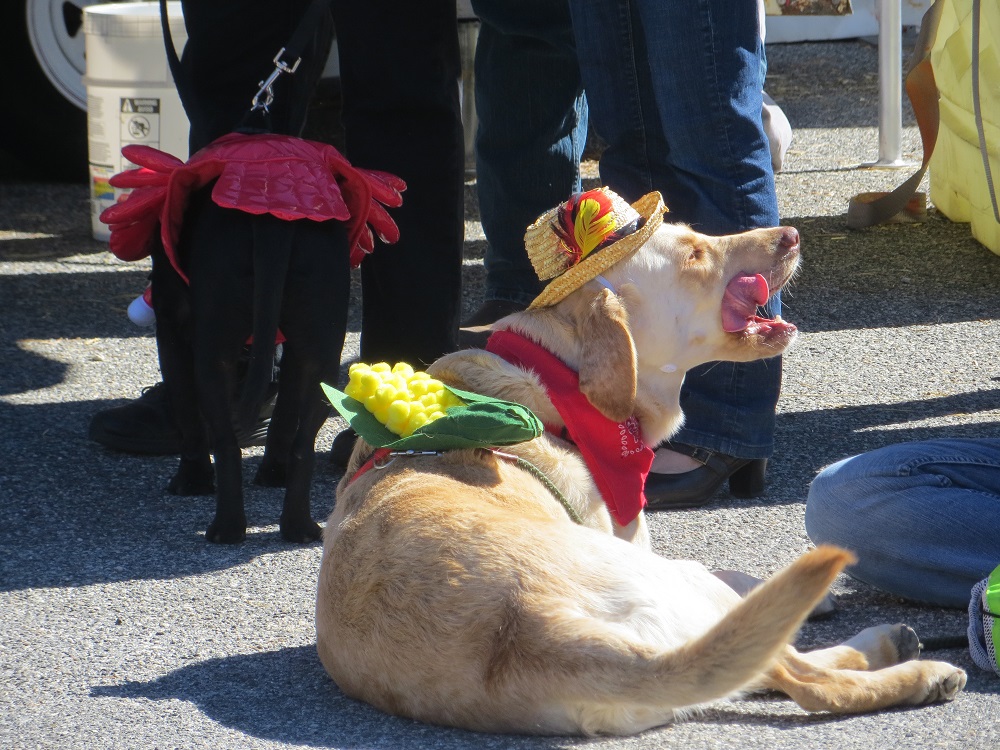 Halloween für Hunde in den USA
