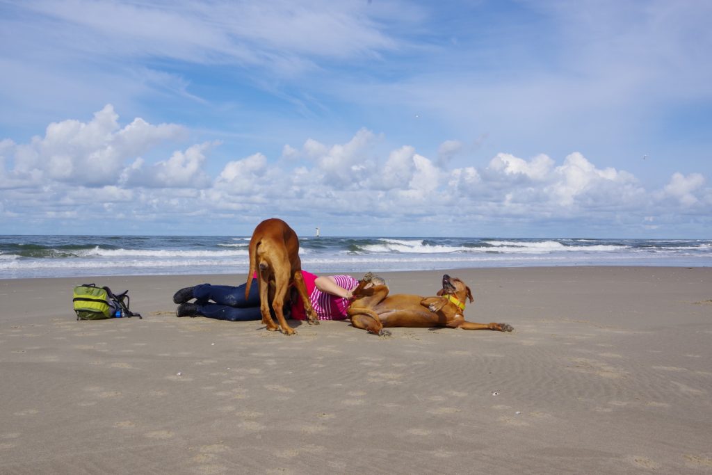 Dayos Gedanken - ein Nachmittag am Strand von De Koog