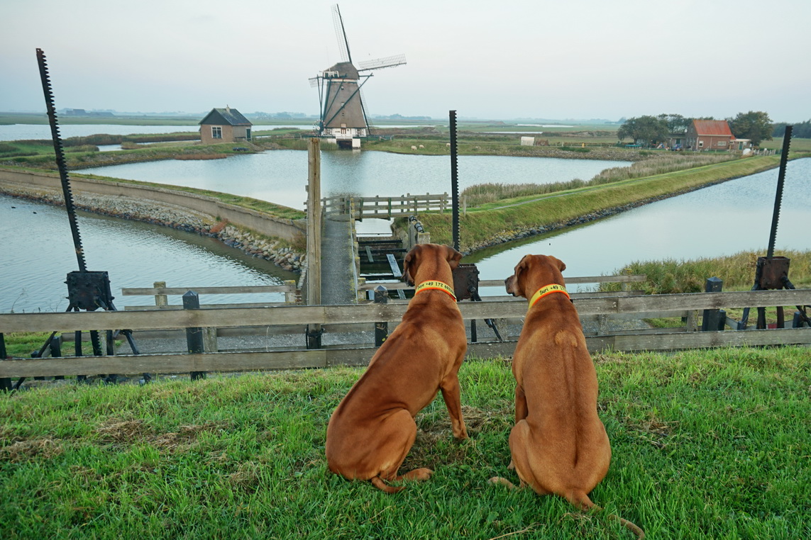 Texel (k)ein Prinz und die Suche nach der Seilfähre Hunde Reisen Mehr