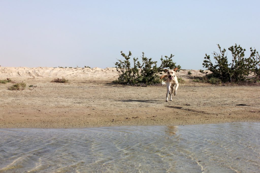 Leben mit Hund in Katar