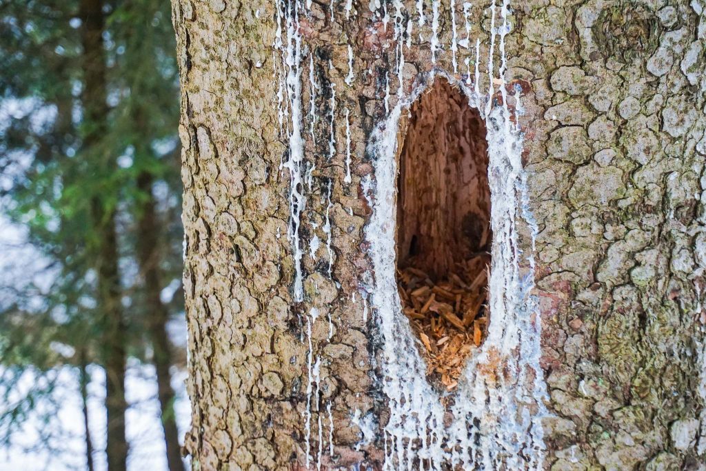 Winterwandern im Harz - rund um den Ebersberg