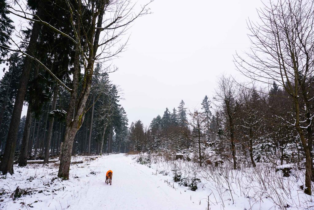 Winterwandern im Harz - rund um den Ebersberg