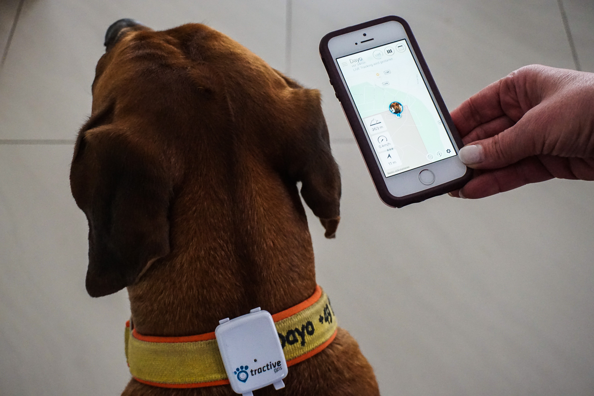 Der Tractive GPS Tracker für Hunde im Test HundeReisenMehr