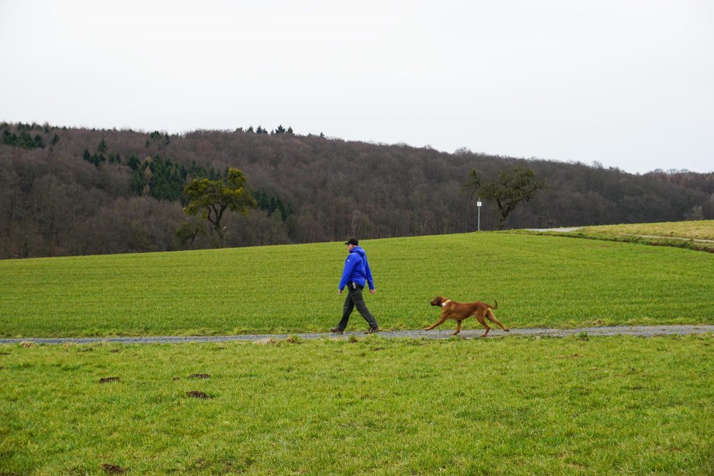 Der Tractive GPS Tracker für Hunde im Test