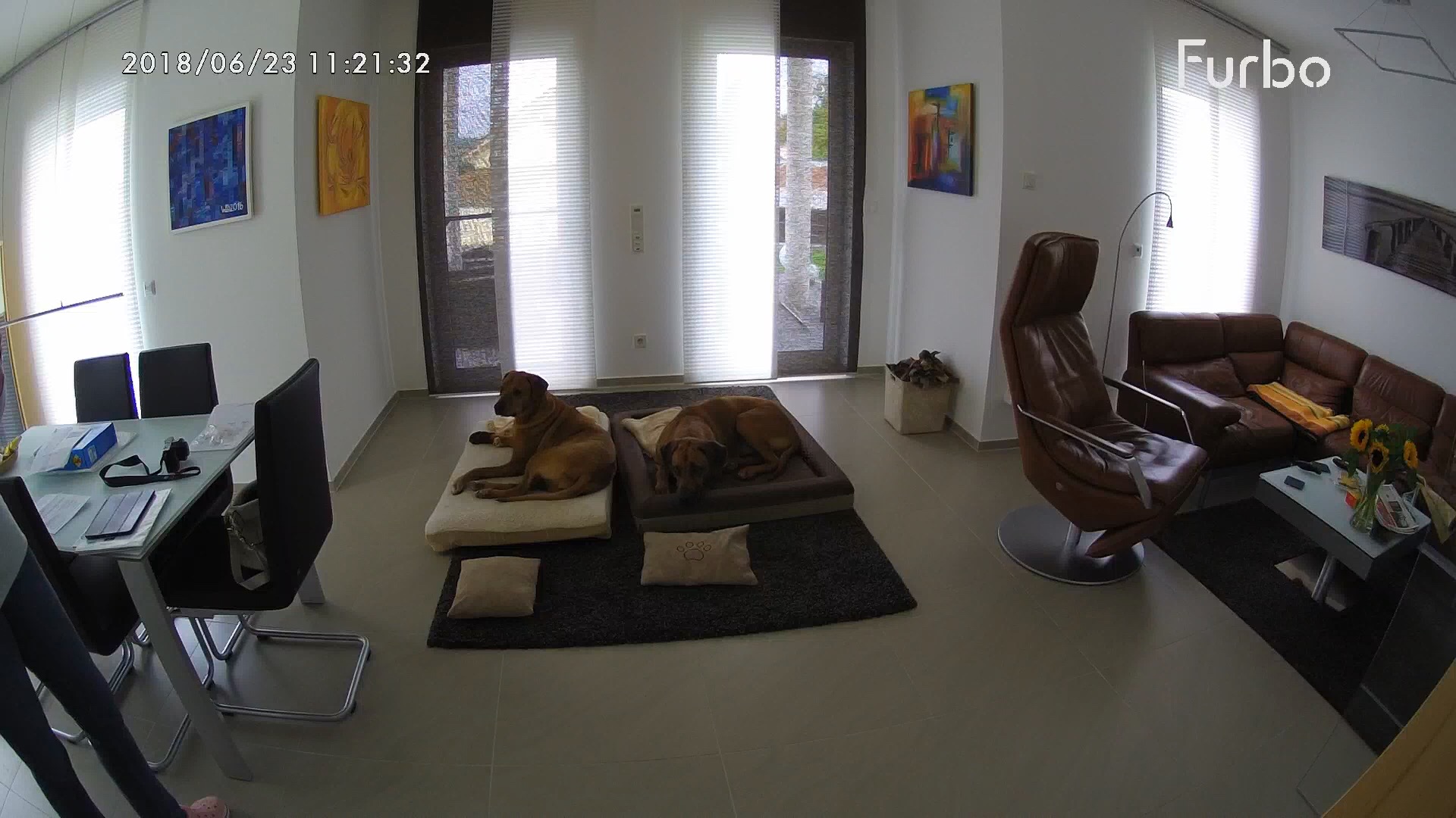Die Furbo Hundekamera - das ideale Last-Minute-Geschenk zu Weihnachten